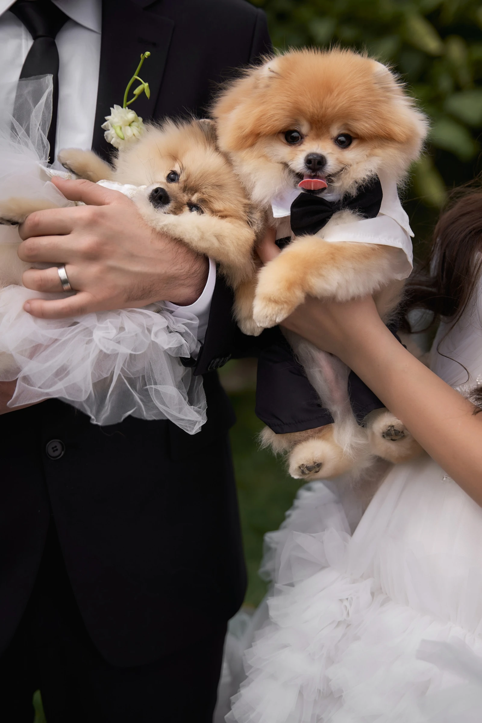 жених и невеста держат на руках двух шпицев в свадебных нарядах