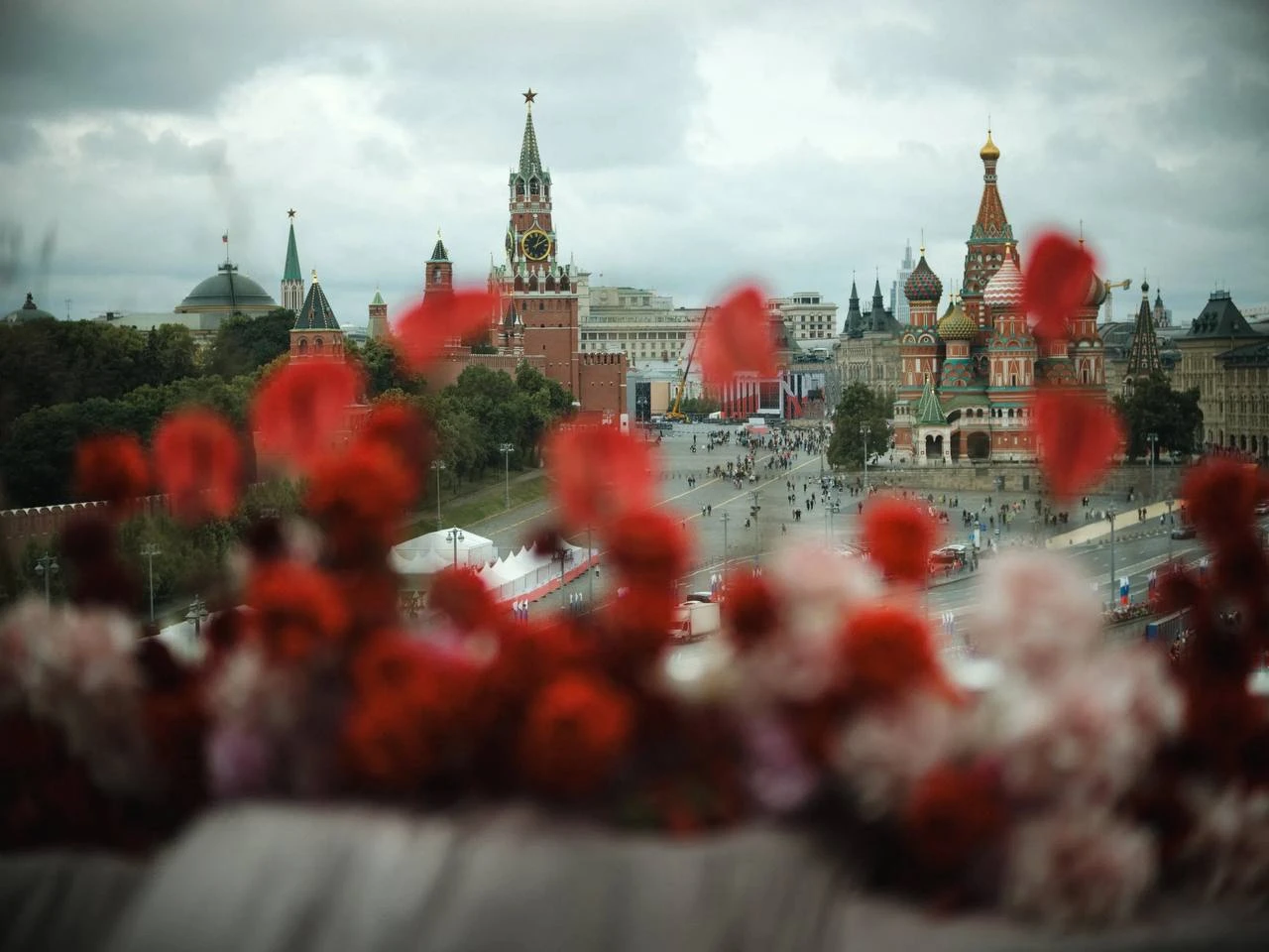 Красные розы крупным планом на фоне башен Кремля и Красной площади